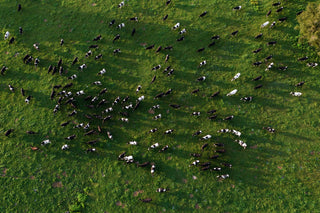 The Importance of Grass-Fed, Pasture-Raised Cows