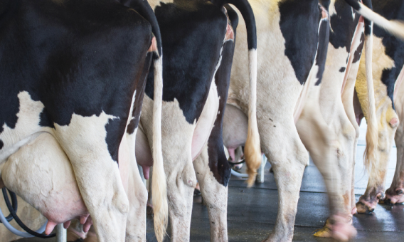 What is Bioavailability and Why is it Important?