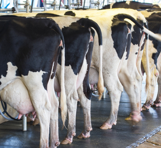 What is Bioavailability and Why is it Important?