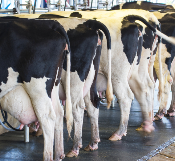 What is Bioavailability and Why is it Important?